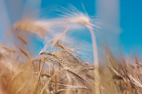 Close-up of golden wheat on background of blurred blue sky and field.
