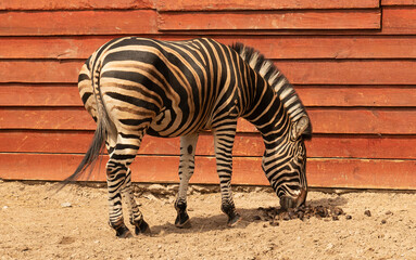 Zebra is a beautiful striped horse 