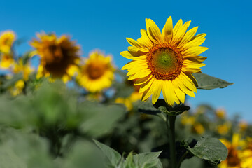Natural background, close-up of blossom sunflower in sunny day on background of blue sky with copy space.