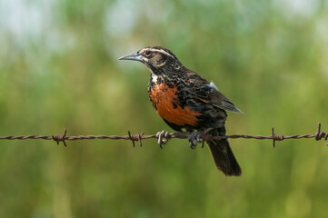  Long tailed meadowlark, perched on a fence, Patagonia,Argentina