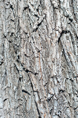 Natural textured abstract background of old wooden surface with different lines.