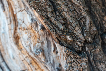 Close-up of natural textured abstract background of old wooden surface with different lines.
