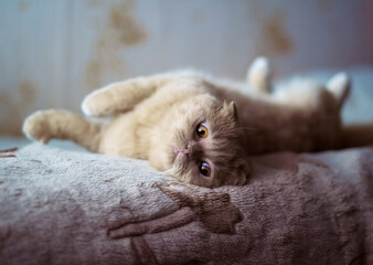 Scottish Fold cat lies on the couch on its back