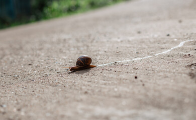 the snail on the road