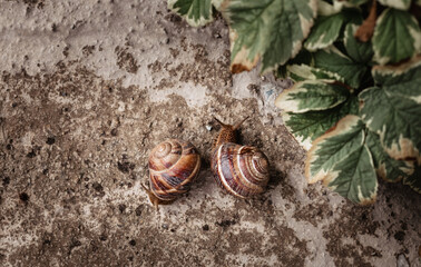 two snails on green leaves