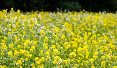 Single yellow Yellow Wild Flower with a blurred background 