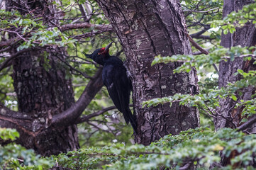 Magellanic Woodpecker in Patagonian forest environment, Los Glaciares National Park, Santa Cruz, Argentina