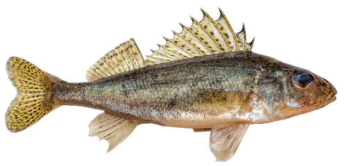 Freshwater fish isolated on white background closeup. The  Eurasian ruffe, also known as ruffe or...