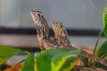 Lagarto