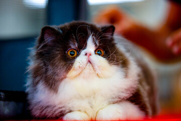 Gato Persa
