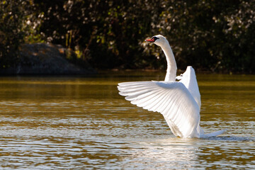 Cisne