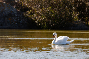 Cisne