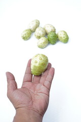 Hand holding Noni or Morinda citrifolia fruit on white background