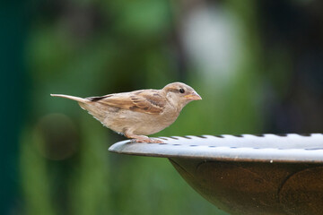 Haussperling an der Vogeltränke	
