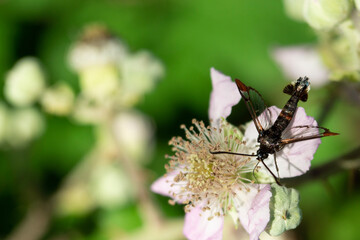 insect  on a flower