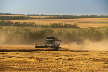 Combine harvesters on the field