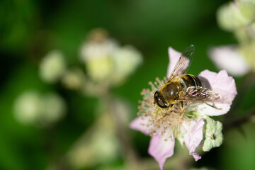 bee on a flower