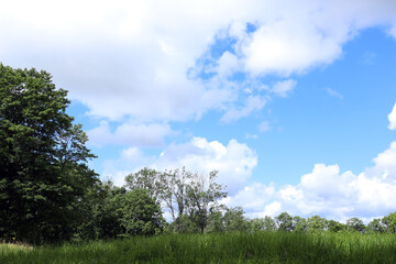 Fototapeta na wymiar summer landscape green field and blue sky