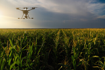 Agricultural drone flies over the corn field. Smart farming and precision agriculture