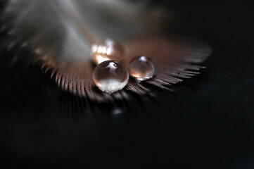 Feather with water drops