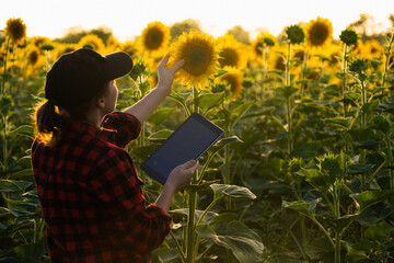 Woman farmer with a digital tablet at sunflower field at sunset . Smart farming and precision...