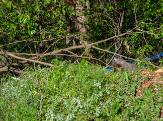 Slowly and cautiously a groundhog ventures out of his underground burrow in Missouri. The hog chose to dig his dwelling place next to a pile of junk where lots of lush foliage makes a tasty meal.