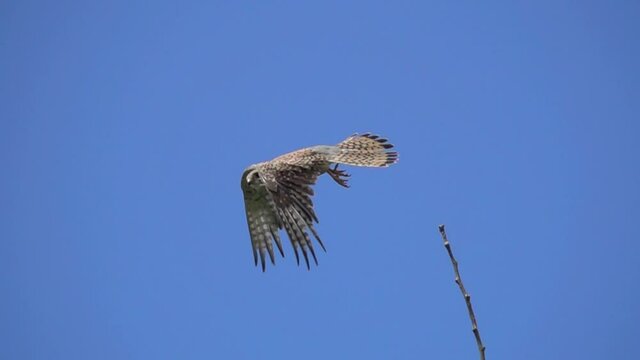 Slow Motion Video: Falcon Flight after taking off from a branch. Common Kestrel (Falco tinnunculus)  saw the prey and took off in pursuit