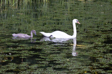 Mamma Cigno con i piccoli