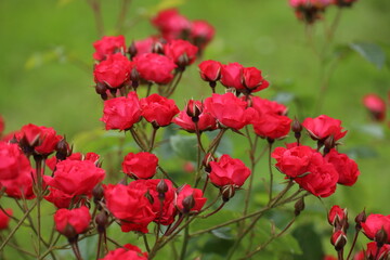 Fototapeta na wymiar blooming red roses in the garden