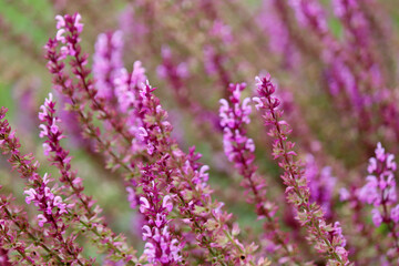 Sage flowers in  summer, Salvia officinalis. Healing plant used in cosmetics and pharmaceuticals industry, purple background
