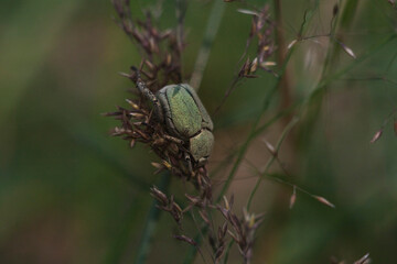 Pretty velvet green
beetle