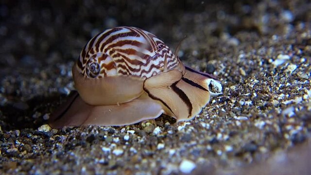 Close-up. Zebra moon snail quickly crawls on the gray sea sand. Night dive. Philippines. Anilao.