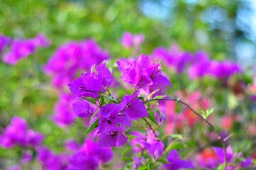Blooming purple bougainvillea flowers. Floral background