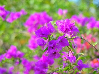 Blooming purple bougainvillea flowers. Floral background