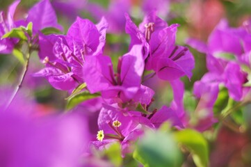 Fototapeta na wymiar Blooming purple bougainvillea flowers. Floral background