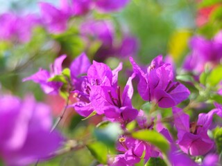 Fototapeta na wymiar Blooming purple bougainvillea flowers. Floral background