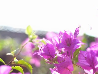 Plakat Blooming purple bougainvillea flowers. Floral background