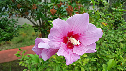 한국 국가의 꽃 무궁화 Korean national flower rose of sharon