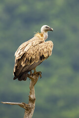Majestic griffon vulture, gyps fulvus, sitting on treetop in Bulgarian mountains. Magnificent scavenger bird with crooked beak observing on dry branch. Wild bird of prey resting on tree in summer