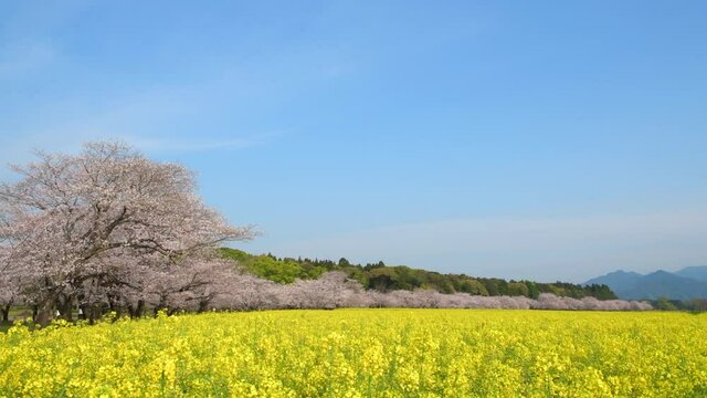 菜の花と桜　西都原古墳群