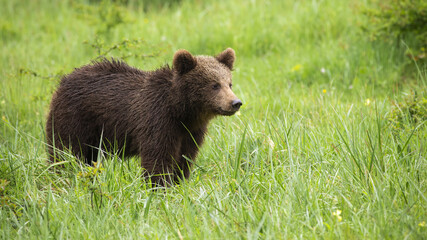 Juvenile brown bear, ursus arctos, standing on a meadow and looking aside during summer. Young wild animal observing on glade from side view.