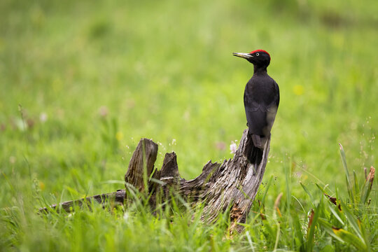 Curious black woodpecker, dryocopus martius, sitting on stump in the middle of a meadow with green grass in summer nature. Wild bird with black plumage and red head from rear view with copy space.