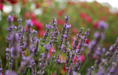 A beautiful Lavender garden in the South of France.
Lavender, Lavandula