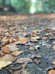 autumn leaves on the ground