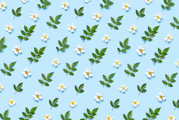 Pattern of Beautiful spring white flowers green leaves on blue background flat lay top view. Spring nature background. Springtime summer concept flowers composition postcard bloom delicate flowers