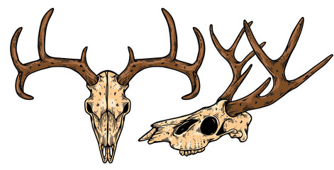 Dear Skull Vector Illustration