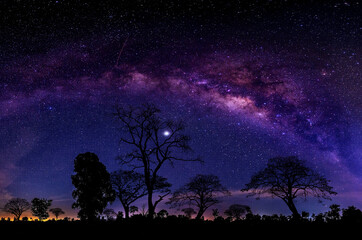 Night starry sky with purple milky way and old tree in forest dark night landscape. Space background.Forest Wilderness, wild nature.with grain and select white balance.