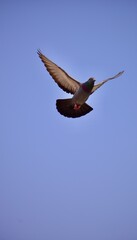 Flying pigeon bird.