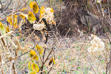 yellow flowers in the grass