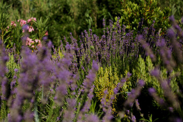 A beautiful Lavender garden in the South of France.
Lavender, Lavandula